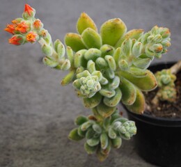 Echeveria 'Bombycina' mature succulent plant