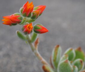 Echeveria 'Bombycina' mature succulent plant flowers