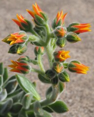 Echeveria 'Bombycina' mature succulent plant flowers