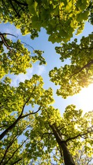 Obraz premium Lush green leaves reaching for a bright sky