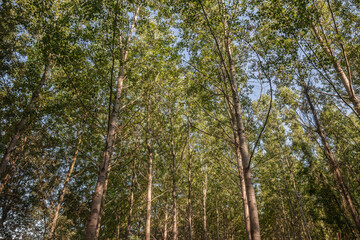 Fototapeta premium Panoramic stand of birch trees in Serbia, with pale trunks and dense green canopy. Also known as betulaceae, the tree is a symbol of european forests.