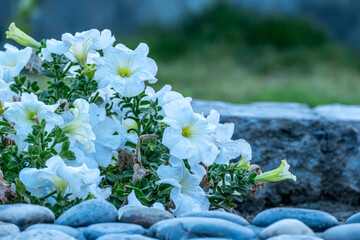 Petunia , Close up of Petunia flowers, White petunia and blurred background