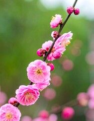 Obraz premium Pink blossoms on branch