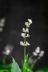 マイヅルソウ（舞鶴草）