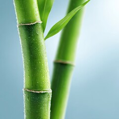 Obraz premium Green Bamboo Stalks