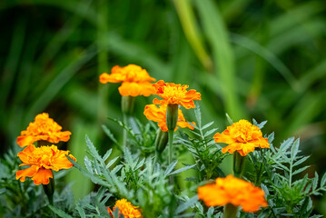 マリーゴールド