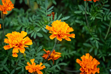 マリーゴールド