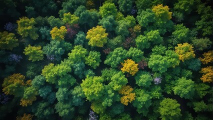 Detailed aerial view of tree tops amidst varied foliage against a dark and mysterious black backdrop