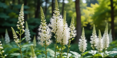 Tall black cohosh plant with white flowers and green foliage against a shaded background