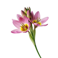 Fototapeta premium A beautiful stem of delicate pink flowers with vibrant yellow centers, captured in a stunning close-up shot and isolated on a clean white background.