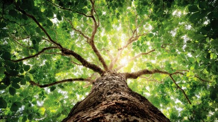 Lush green foliage of a towering tree canopy.