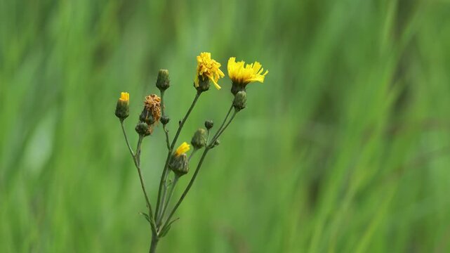 Yellow Canada hawkweed moving in a light wind with out of focus green background
