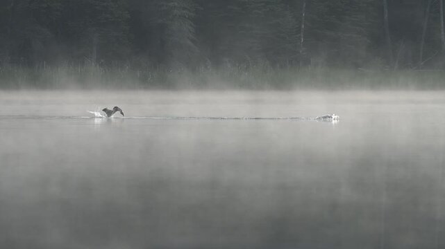 Two common loons swimming in the early morning fog and then flying away

