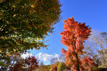 秋晴れに映える紅葉