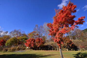 秋晴れに映える紅葉