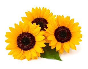 Three sunflowers on white background