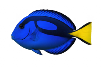 Vibrant blue tang tropical fish swimming gracefully isolated on white background