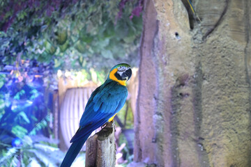 pappagallo in un giardino tropicale