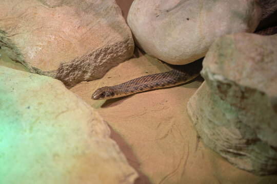 serpente si muove tra le rocce