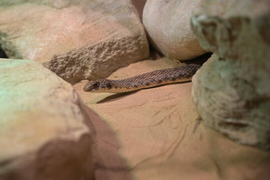 serpente si muove tra le rocce