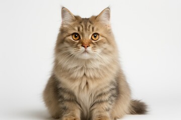 Obraz premium Adorable white cat portrait isolated on pristine background for pet photography