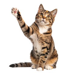 Obraz premium Tabby kitten raising its paw in greeting isolated on transparent background