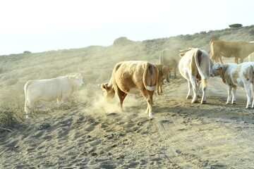 VACAS SUELTAS