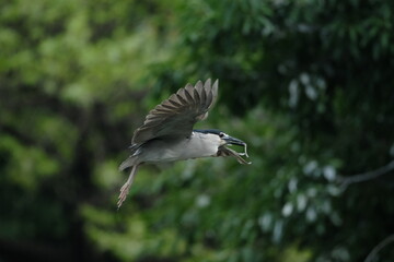 Bubulcus ibis carrying nesting material in Taipei, Taiwan