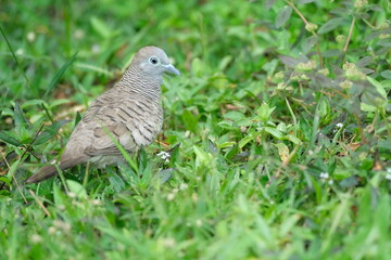 Streptopelia chinensis standing on grass in Singapore