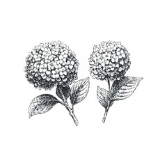 Hand Drawn Hydrangea Flower and Leaf Sketch