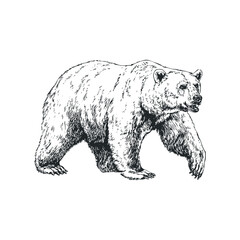 Sketch of a Grizzly Bear Walking in Profile