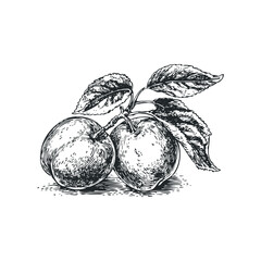 Vintage Engraving Style Drawing of Two Apples on a Branch with Leaves