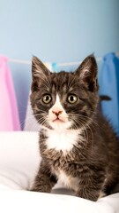 Grey kitten sitting on bed, pastel background