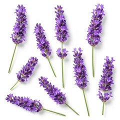 Naklejka premium Collection of lavender sprigs isolated on white background