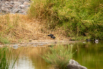 OASIS SAN ISIDRO LA PURISIMA BAJA CALIFORNIA SUR MEXICO