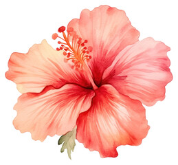 PNG Hibiscus Blossom Flower Plant