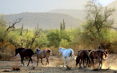 Wild Horses Walking in Desert
