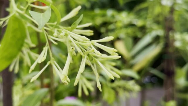 close-up of a Cestrum nocturnum, commonly known as Night-blooming Jasmine or Raat Ki Rani, showcasing its delicate, elongated greenish-white to pale yellow tubular flower buds and lush green foliage.