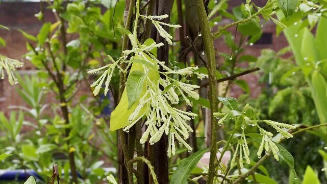 Rain drizzling on the night jasmine plant adding a fresh and vibrant appearance to it, Night-blooming Jasmine, with its pale yellow tubular buds