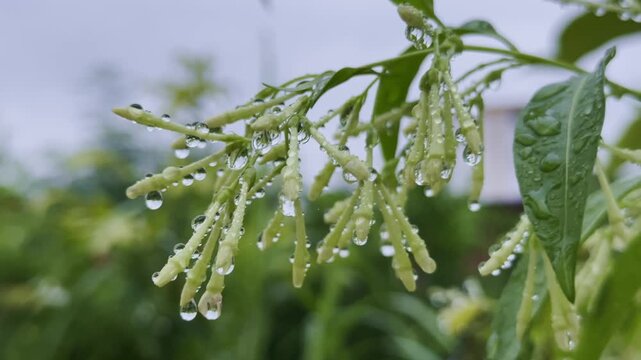 extreme close-up macro shot capturing the serene beauty of the Night-blooming Jasmine (Cestrum nocturnum) adorned with glistening water droplets from the recent rain or dews