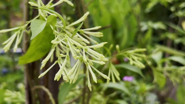 Close-up of Cestrum nocturnum, showcasing pale yellow-green buds in sharp contrast to the deep green of its foliage