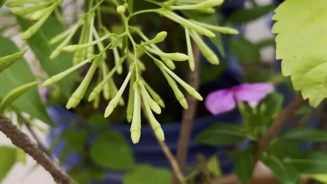 Close-up of Raat Ki Rani buds, elongated and pale, set against a vivid green canopy of foliage in the home garden