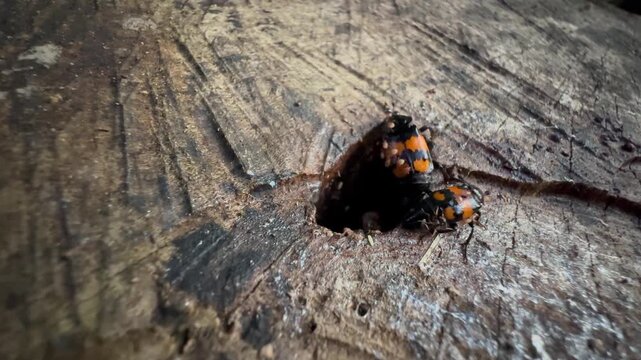 Burying beetles (Nicrophorus marginatus) moving around a small hole in a stump.