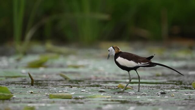 Elegant Jacana stands on a lily pad, calling across still waters.
