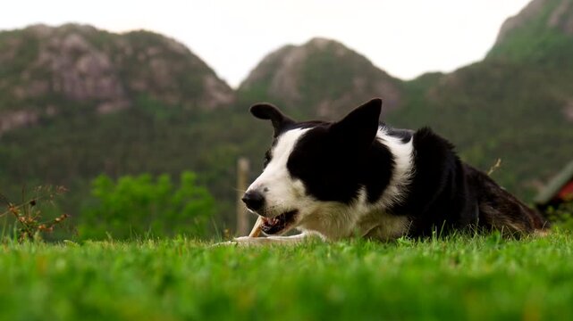 Low angle view of cute border collie pet dog on lush lawn chewing a bone happily