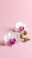 Two white orchids on pink background