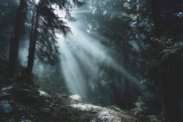 Obraz premium Forest clearing with a mystical light beam shining from above, creating a magical and atmospheric natural scene.