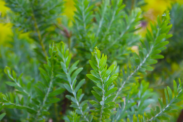 Acacia blue bush tree with green leaves