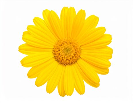 A bright yellow daisy flower on a white background - Powered by Adobe