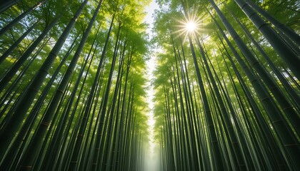 Fototapeta premium Sunlight filtering through a serene bamboo forest, creating a natural, green tunnel effect